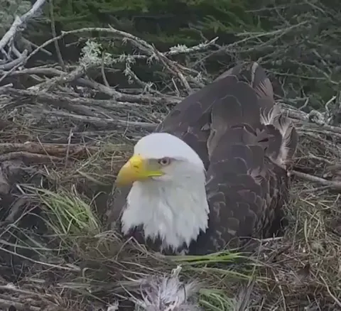 🔥 A bald eagle going into defense mode when she spots a predator circling her nest.