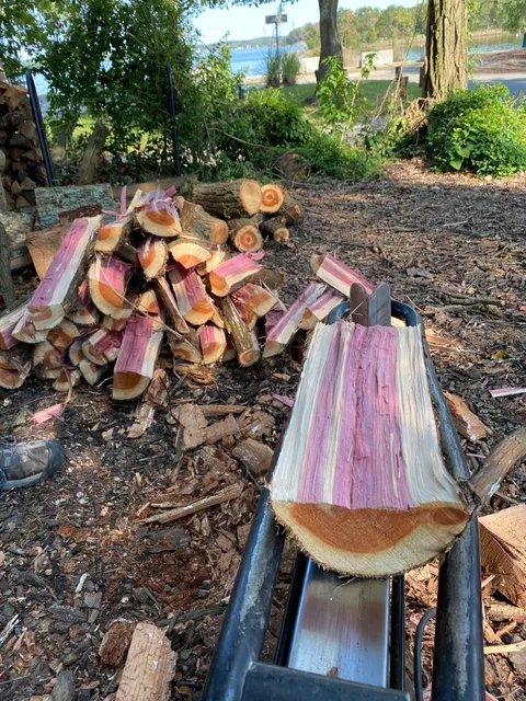 This cedar wood I was cutting is purple inside