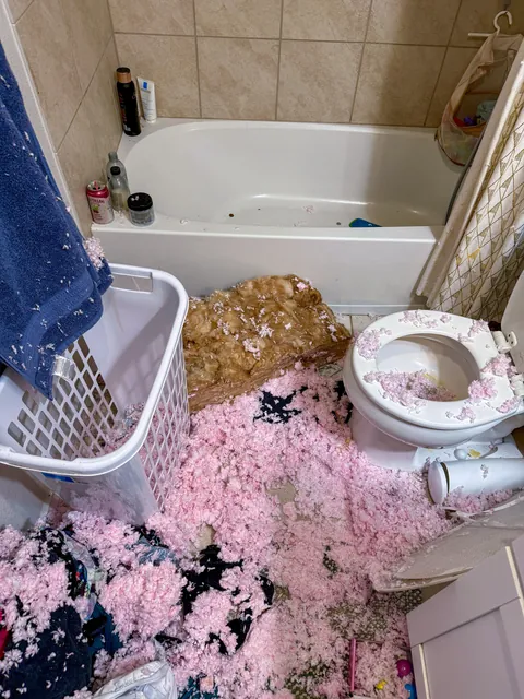 Fell through my ceiling. Trying to fix it before the wife wakes up.