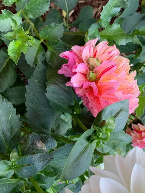 These silly guys have been a highlight of my summer 🐸