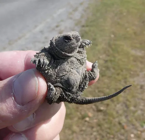 🔥 A newly hatched baby snapping turtle