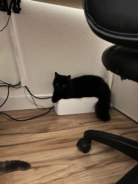 Everyone say hi to boogie