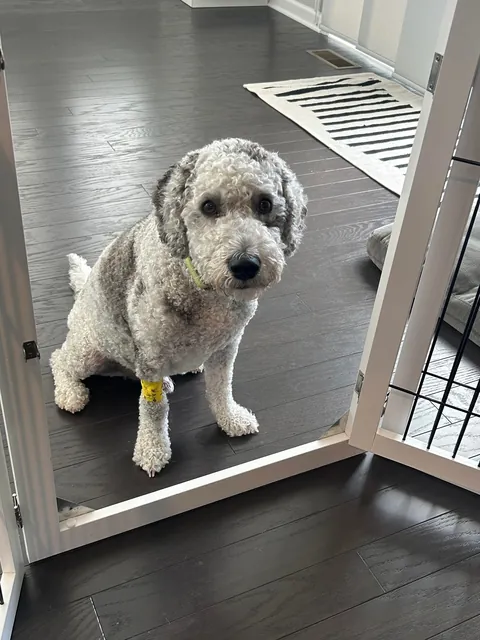 My wife is an ER nurse. If kids need an IV, she shows photos of our pup to calm them down. The 1st is their favorite