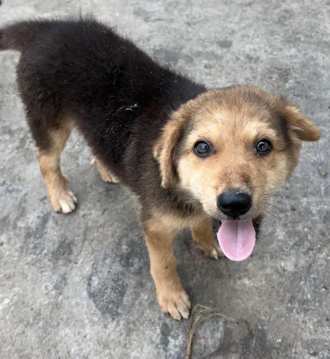 A stray pupper I saw today [OC]