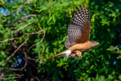 Cooper's Hawk With a Gambel's Quail Chick for Breakfast