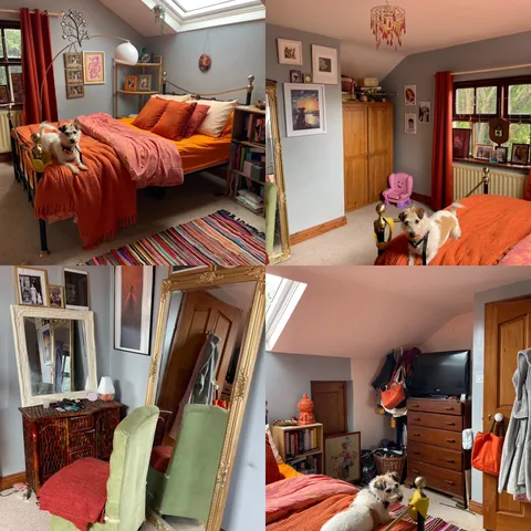 My full little orange haven including part orange dog!