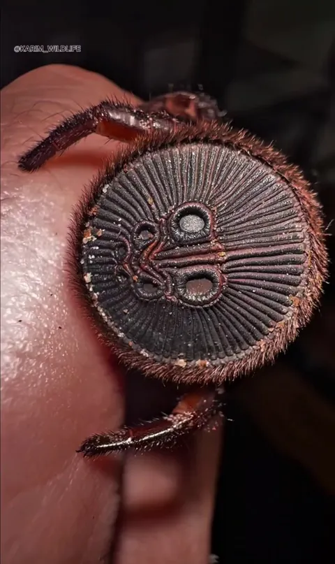 The Chinese hourglass spider (credits to KARIM_WILDLIFE)