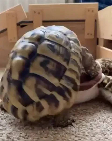 Mike found his soulmate 