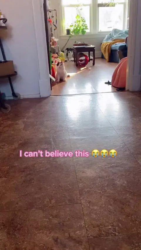 This dog helping out their best friend who has Cerebellar Hypoplasia.