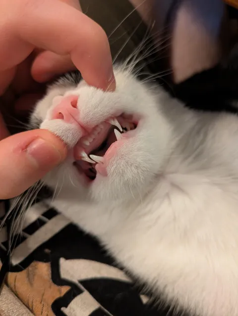 My kittens has two set of top fangs!