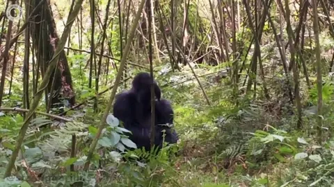 🔥This is Mutobo, the Silverback Gorilla. He is dismantling a poachers snare. Gorillas have not only learned to recognize traps, but have begun to disarm them as well to keep others safe.