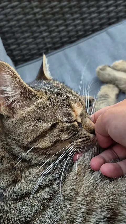 She finds it soothing when I rub her lil nose 🥹