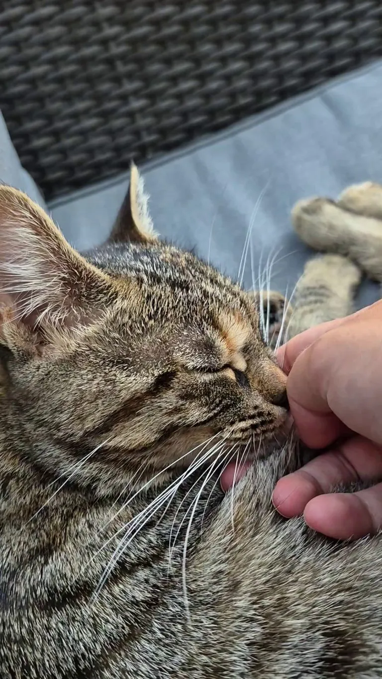 She finds it soothing when I rub her lil nose 🥹