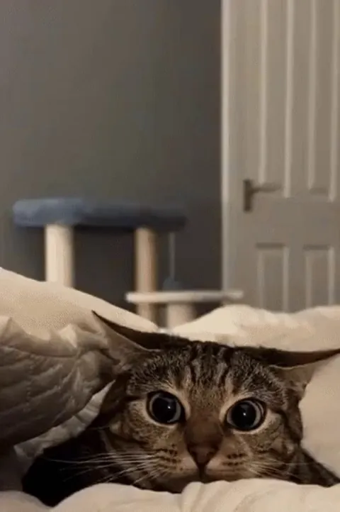 Those big eyes and twitching ears get me every time