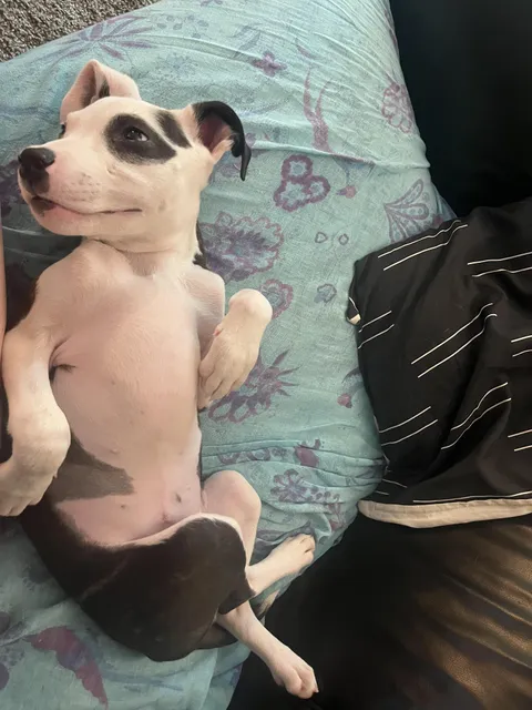 My photogenic street pup