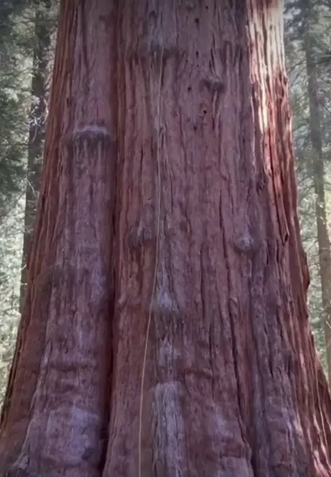 🔥General Sherman, the largest known living single-stem tree on Earth - these arborists climbing to perform health check