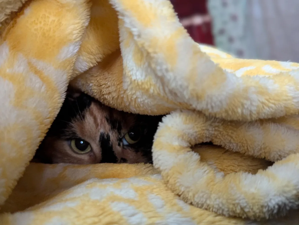 My 5 year old calico loves to bury herself in my blanket and sleep. I literally can't get over how cute she is when she does thissss!!! ;3