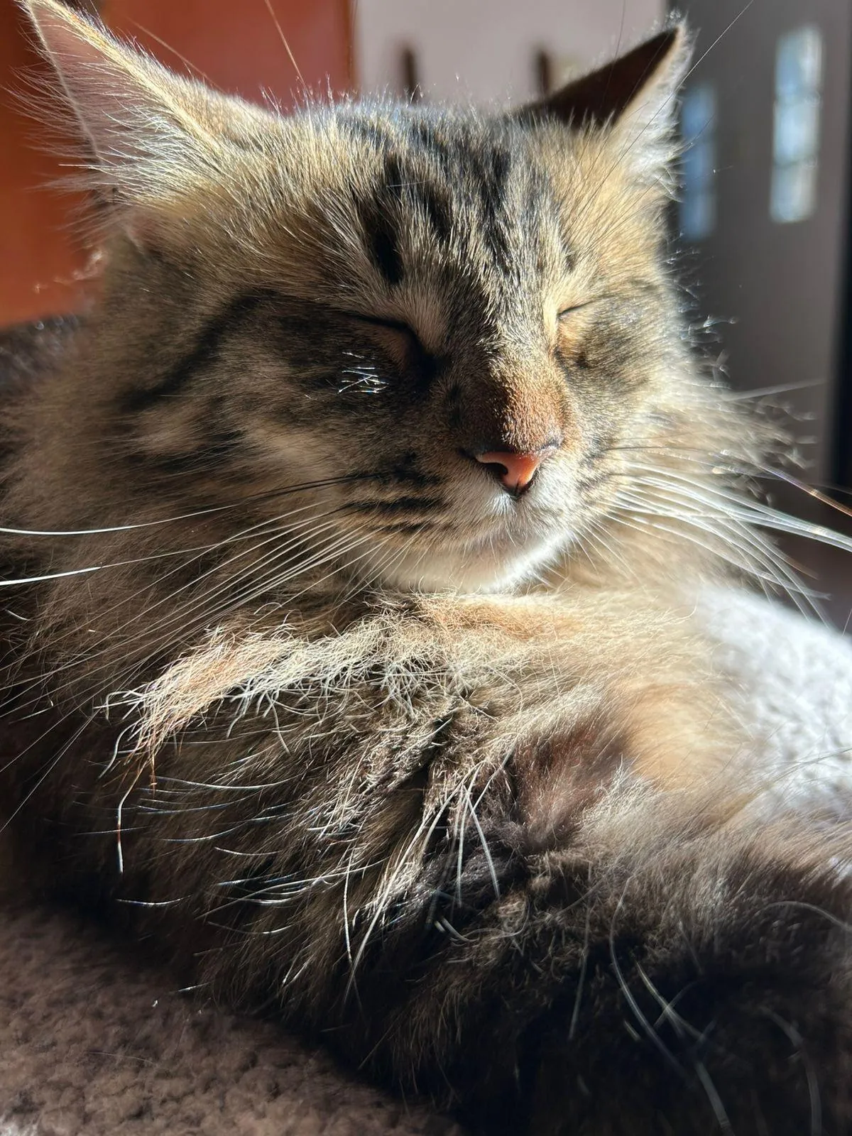 Peace level: cat in the sun ☀️🐱