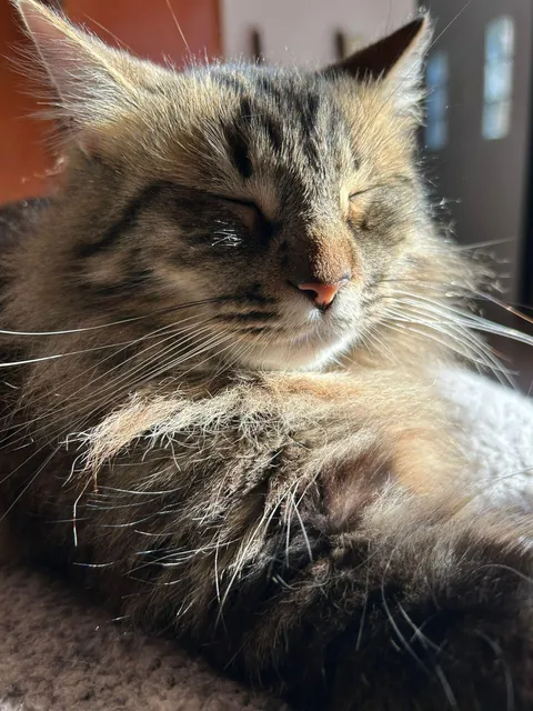 Peace level: cat in the sun ☀️🐱