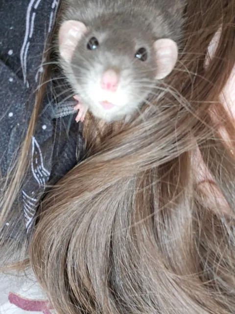 Jimily &amp; friends rat photos dump!