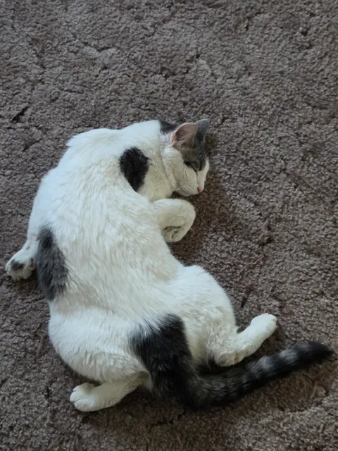 This is hoagie and she always sleeps like this..