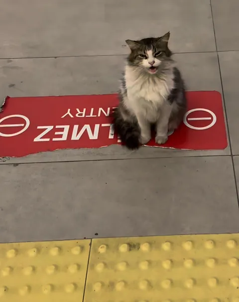 İstanbul Cat Metro assistance. Means "no entry!"