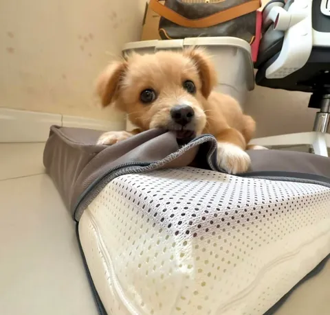 Mom, can I eat grass?🥰