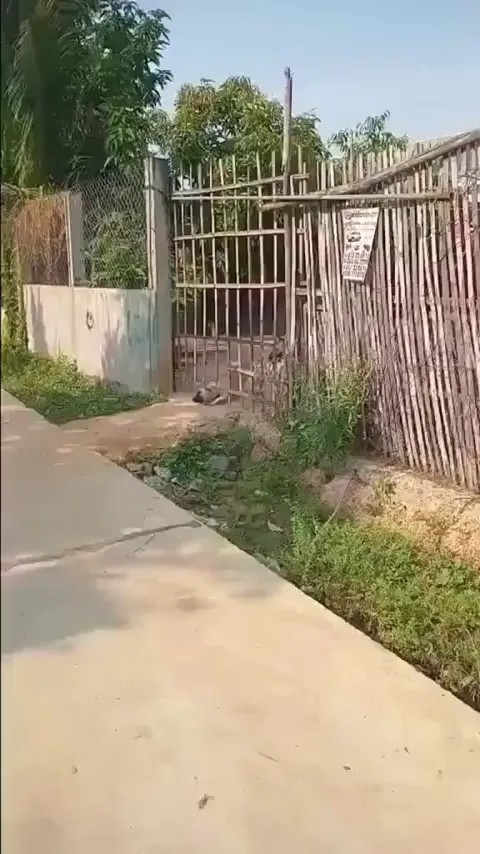 There are two types of dogs: