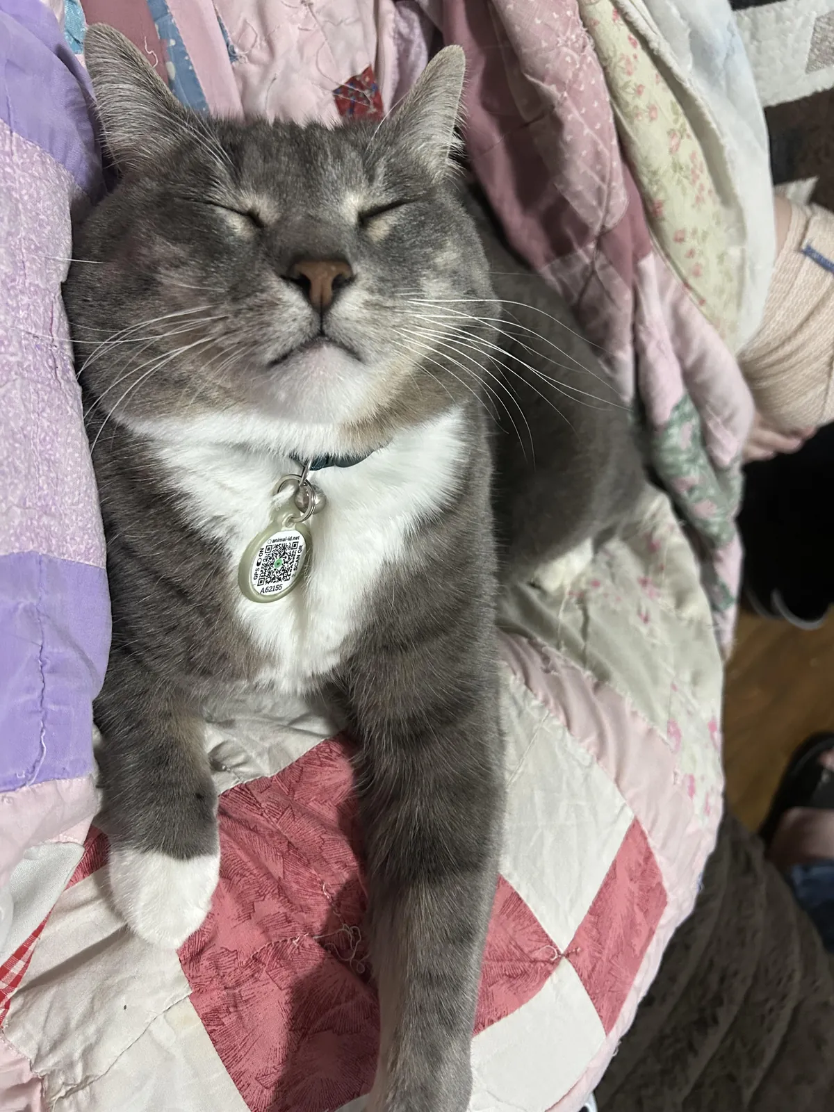 Just paid $389 for an emergency vet to tell me this jerk is having stress bladder because I had surgery this week.