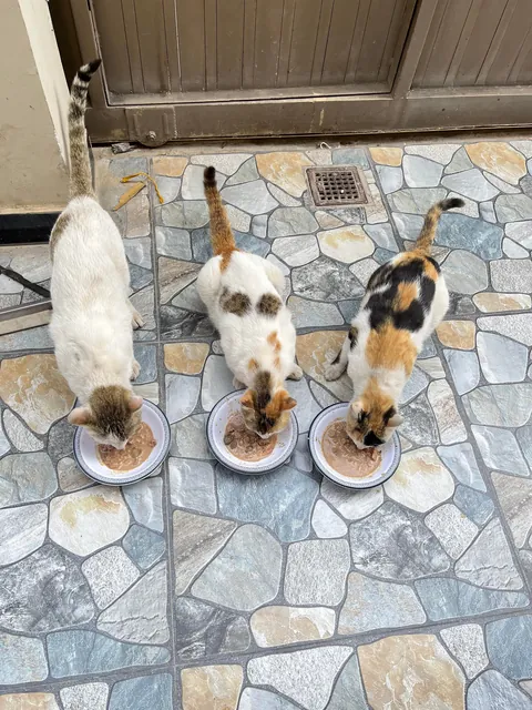 My daily visitors showed up right on time 🐱 🐱🐱