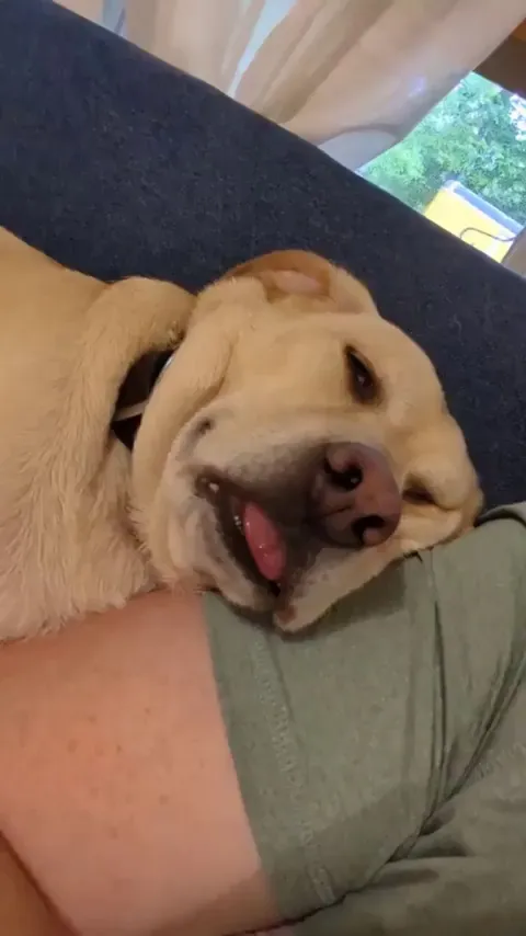 What do doggies dream of, when they take a little doggy snooze?