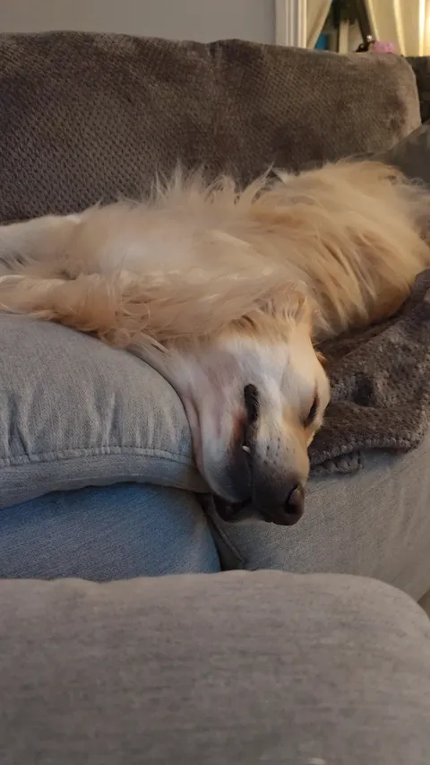 Teddy aka Dennis the menace ft ruby 😂