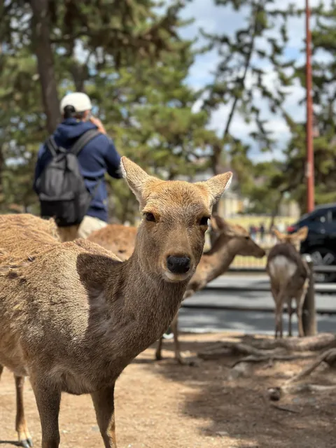 15 days solo trip to Japan. March- April 2025.