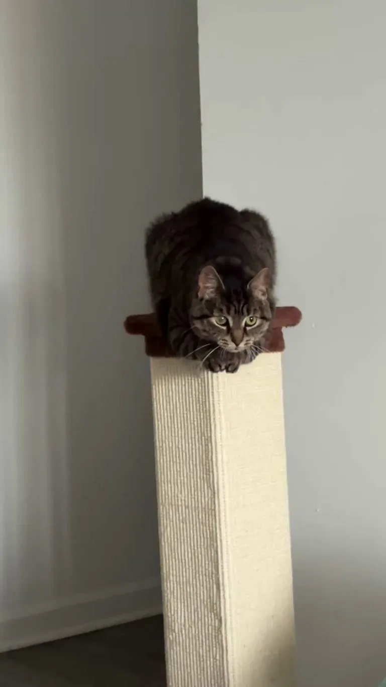 What is my cat doing?