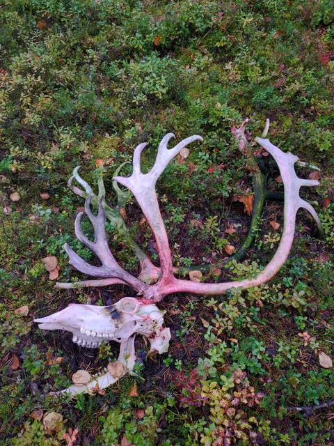 Reindeer skull
