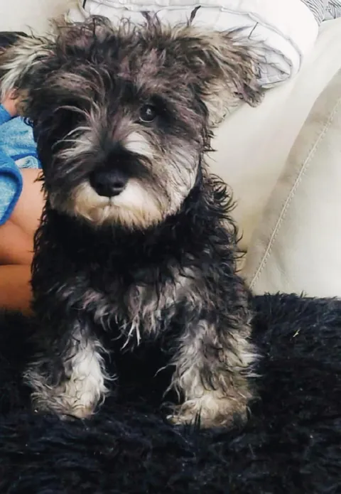 Meet my new best friend 🐶