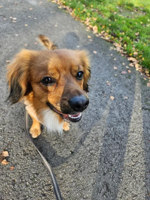 Contagious happiness in a small package