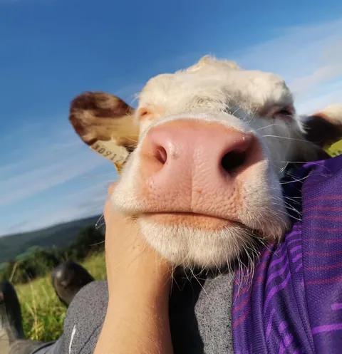 You’ve heard of lap dogs… how about lap cows?