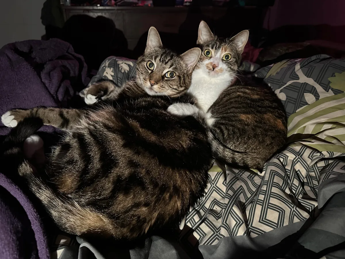 My senior cat has bonded with the new kitten and it’s the most adorable thing