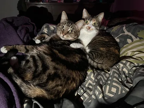 My senior cat has bonded with the new kitten and it’s the most adorable thing