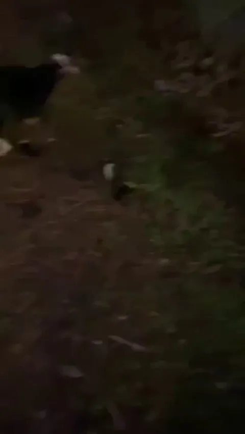 Guys saving Ducklings