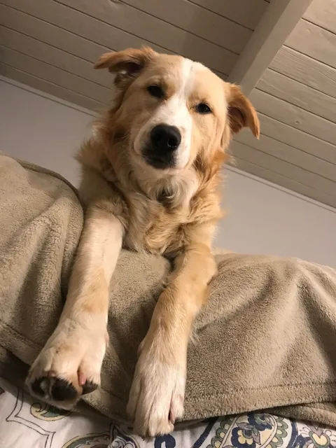 This is Luna, my soul dog🥰  From 1 week to 7.5 years old—she’s a sweet and complicated girl and I love her! ❤️