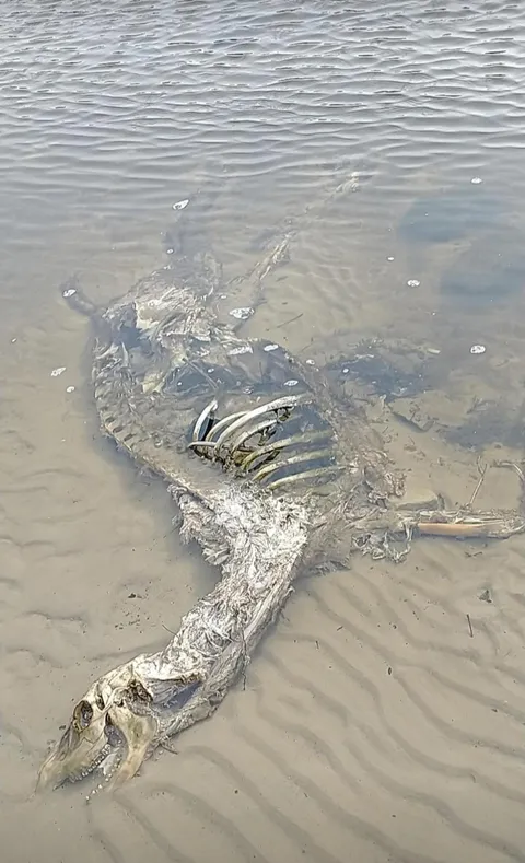 Deer found in the river