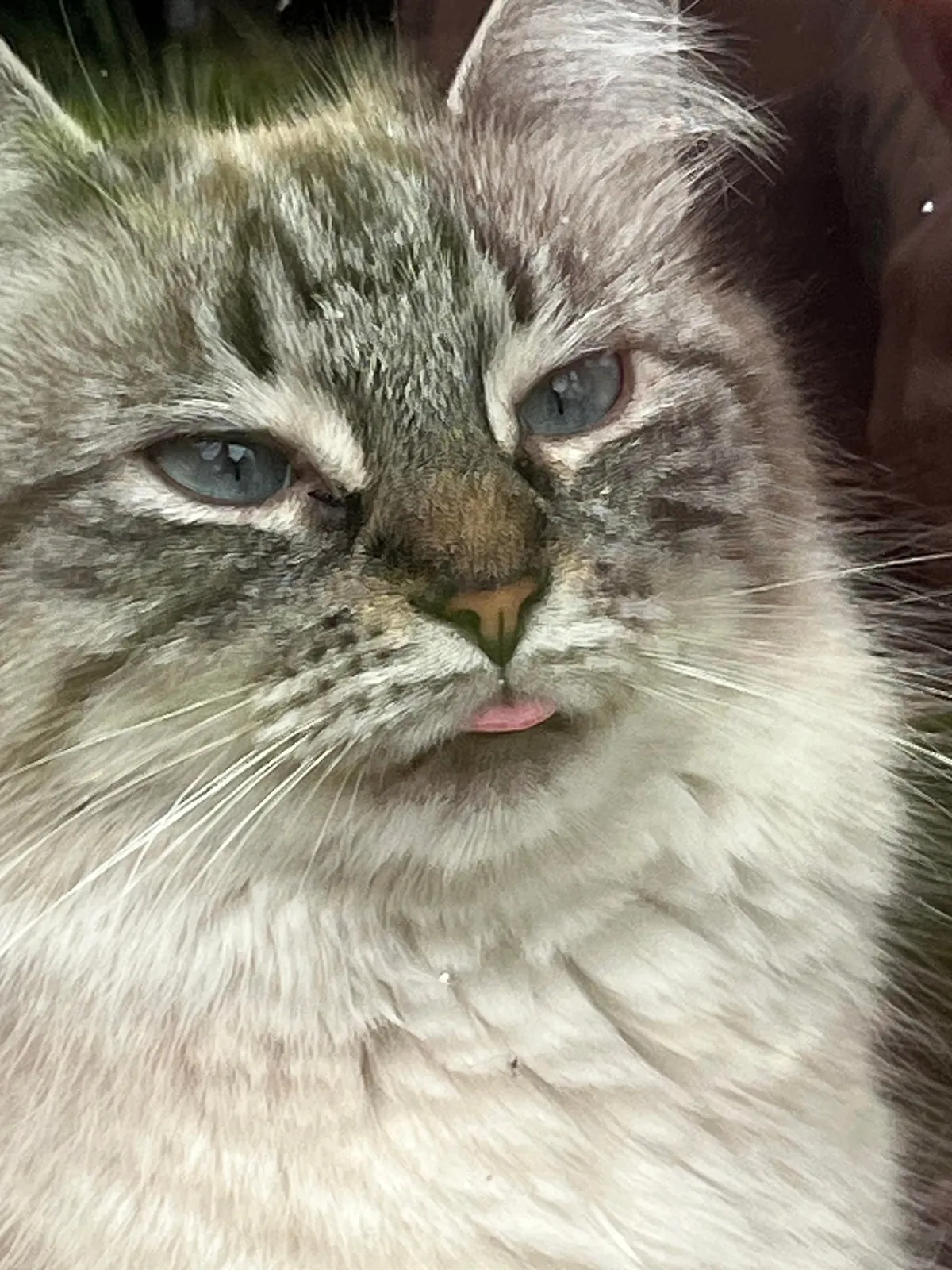 Imagine laying down for the night at a hotel, &amp; here comes a random cat out of nowhere 🤣 my cat is an ahole