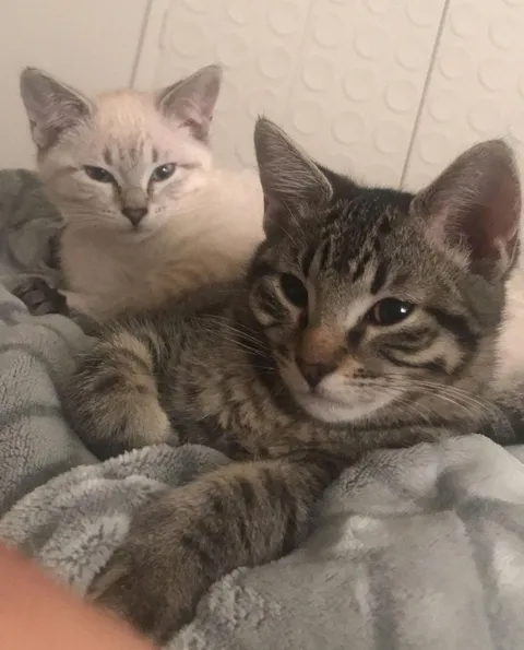Who else adopted sibling kittens?