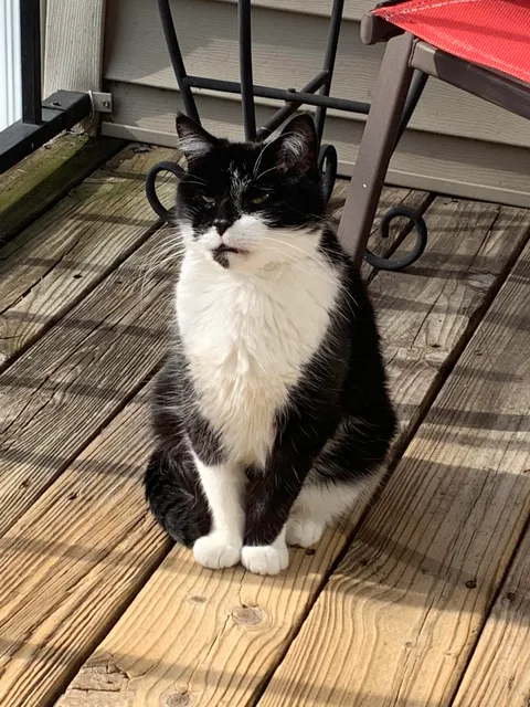 7 years ago I wanted the cheapest cat ever. All of them were too expensive as a college student. But they said they were giving away cats with FIV for $10. This 12 year old bastard is the best $10 I’ve ever spent. And he’s a magnificent prick. I present to you, Hank.