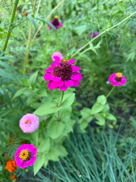 My wife threw a handful of flower seeds in with our tomatoes this year.