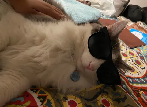 To the cat that fell out the tree and into my life.