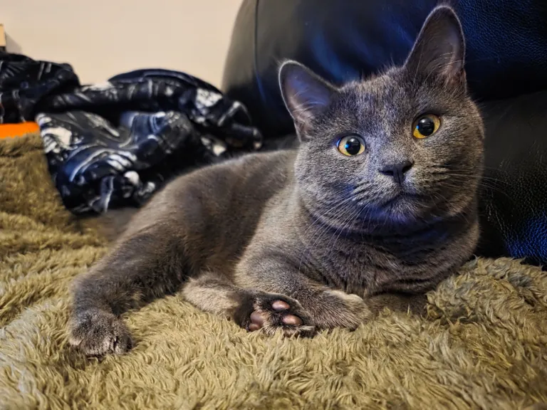 Maybe I'm just biased, but I think my cat is absolutely stunning. She has such an expressive face