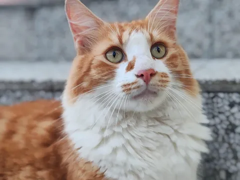 Meet Theo 🐈 I adopted him 4 years ago, and he completely stole my heart 🧡. Best decision I’ve ever made.